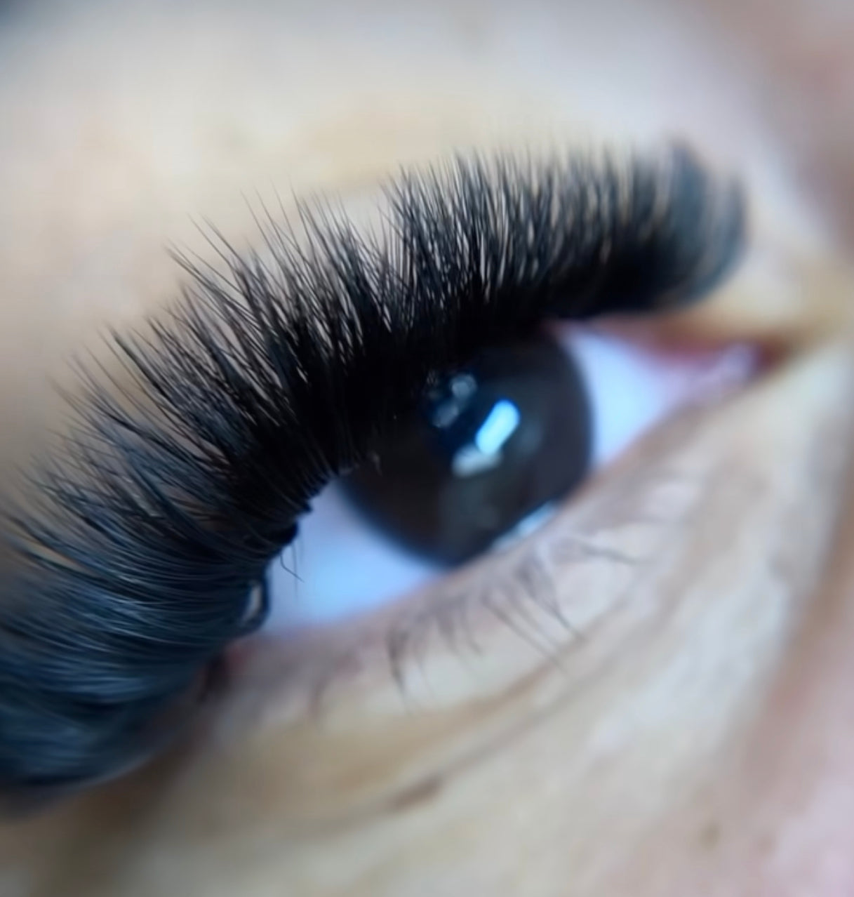 Mega Volume Lash Trays